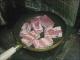 How To Cook Fried Pork